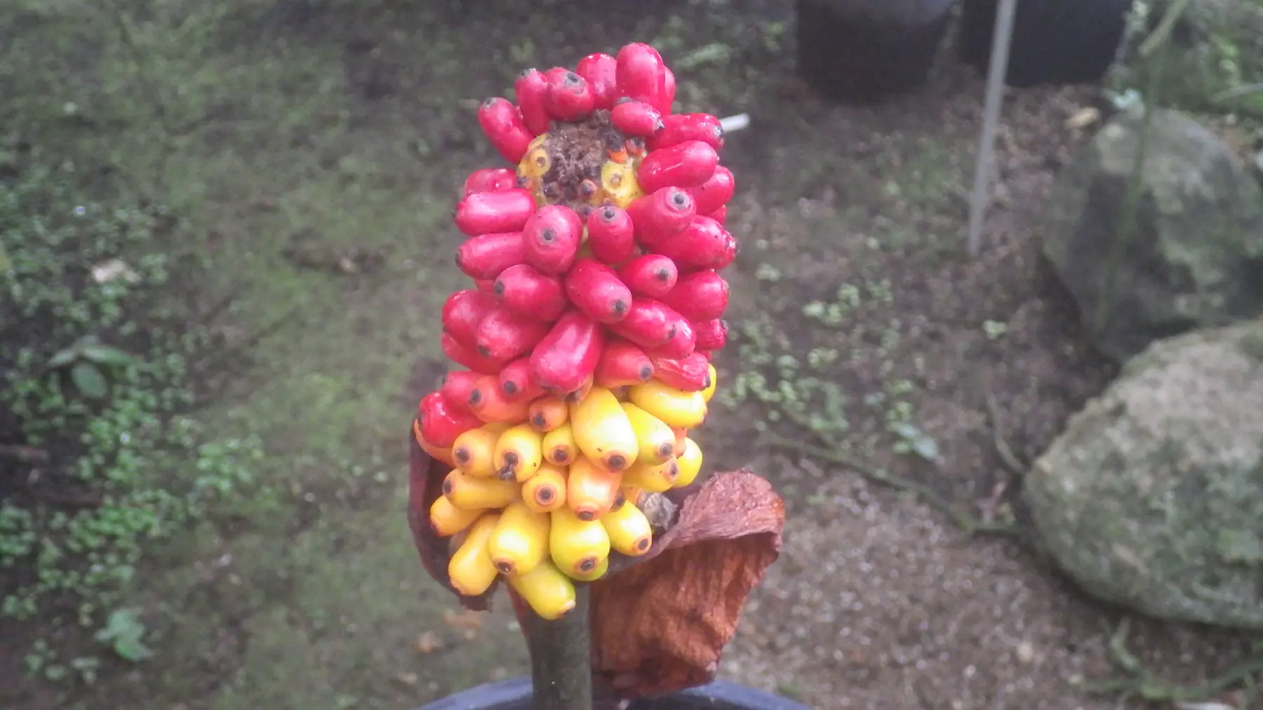 アモルフォファルス・ブルビフェル