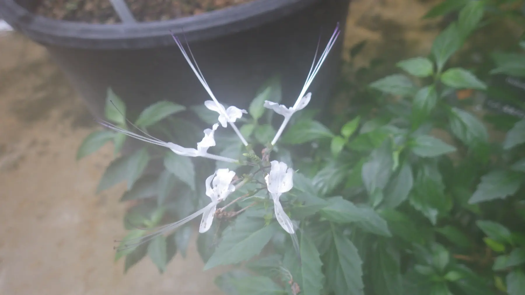 クミスクチン（ネコノヒゲ）