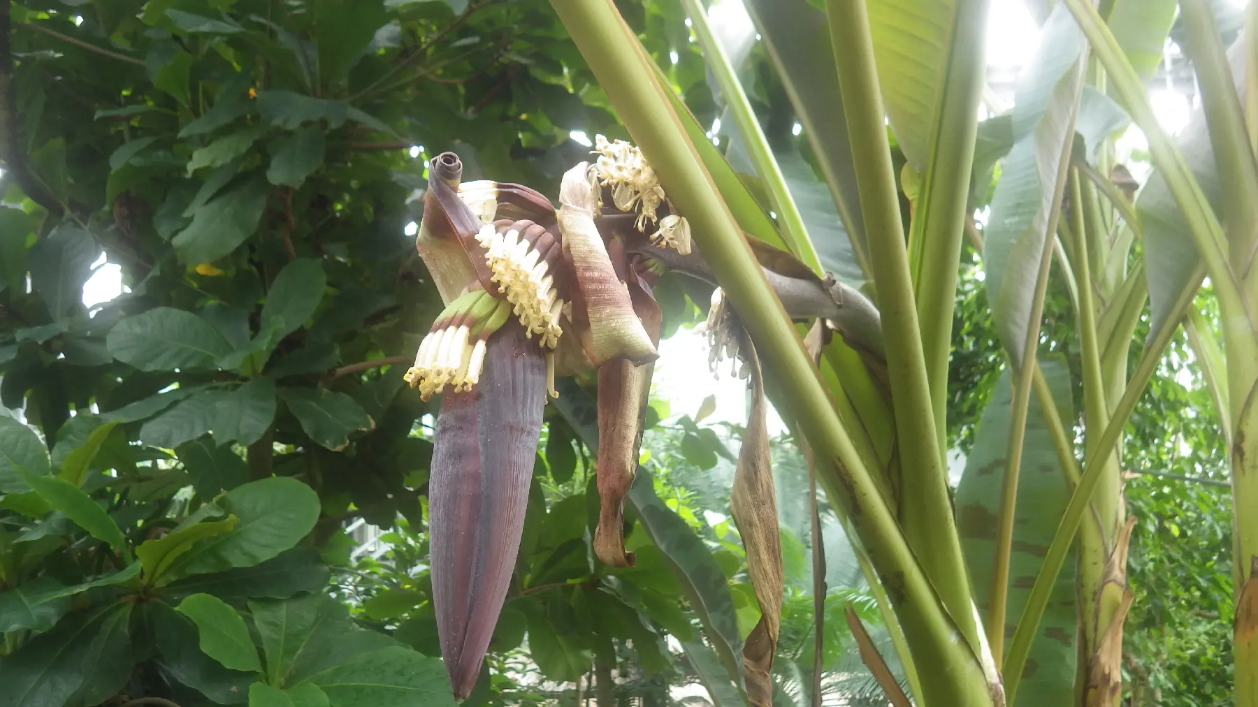 トラフバショウ