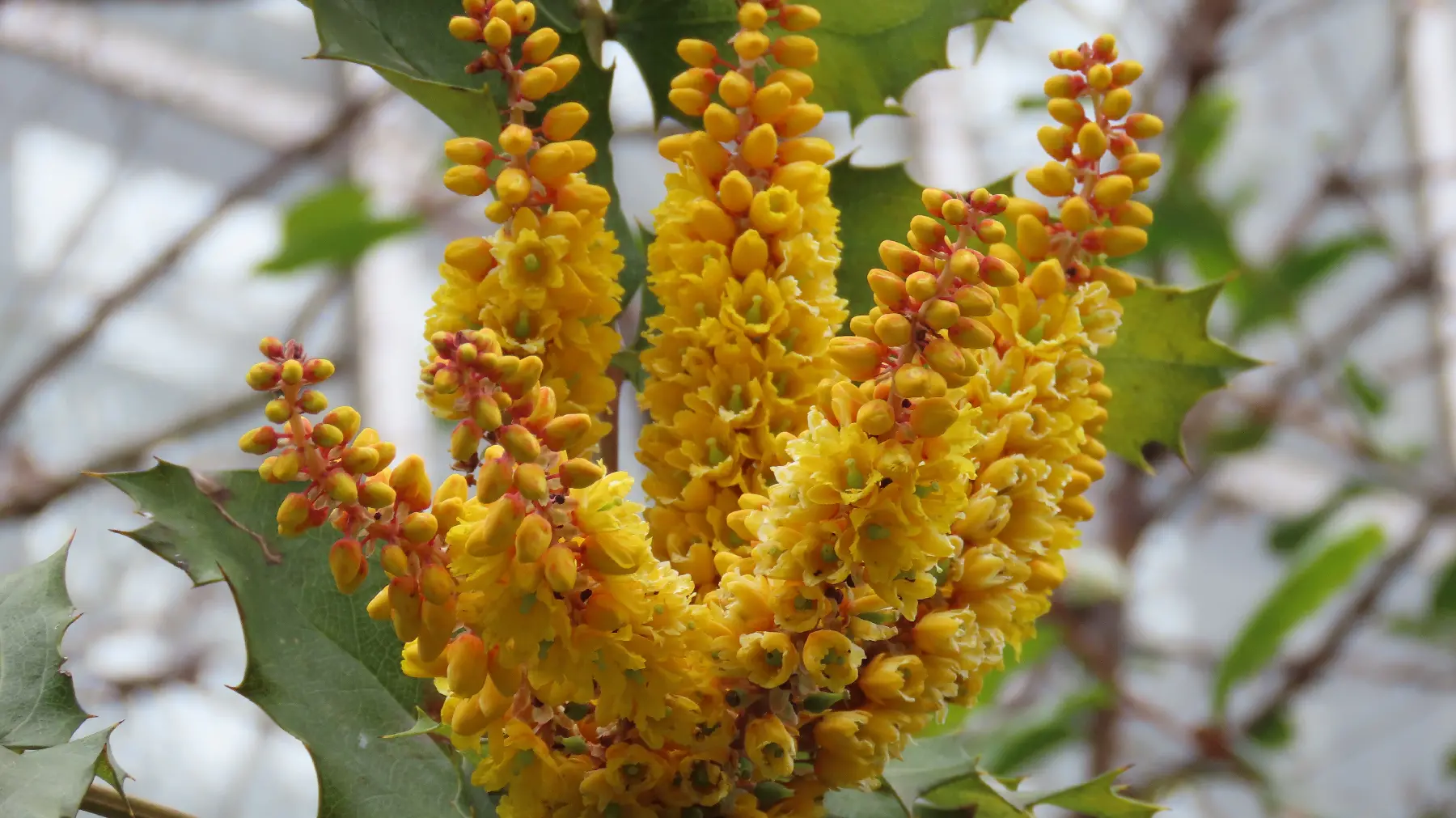 マホニア・マイレイ