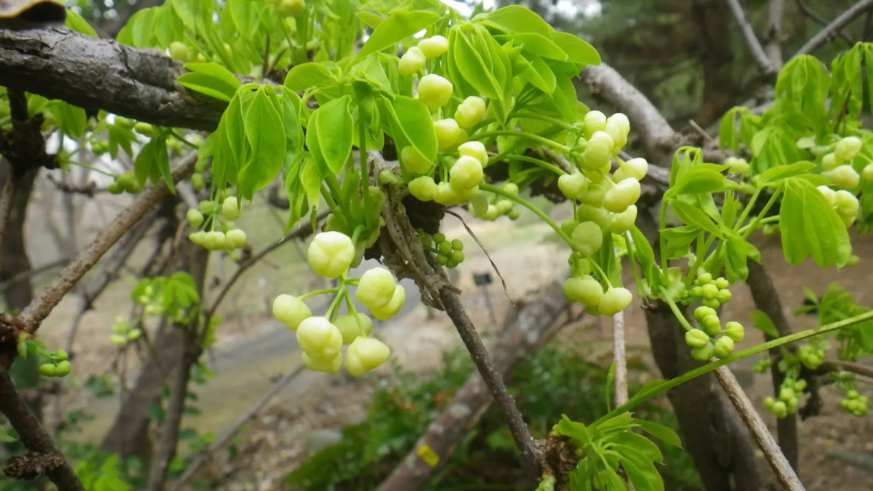 シロバナアケビ