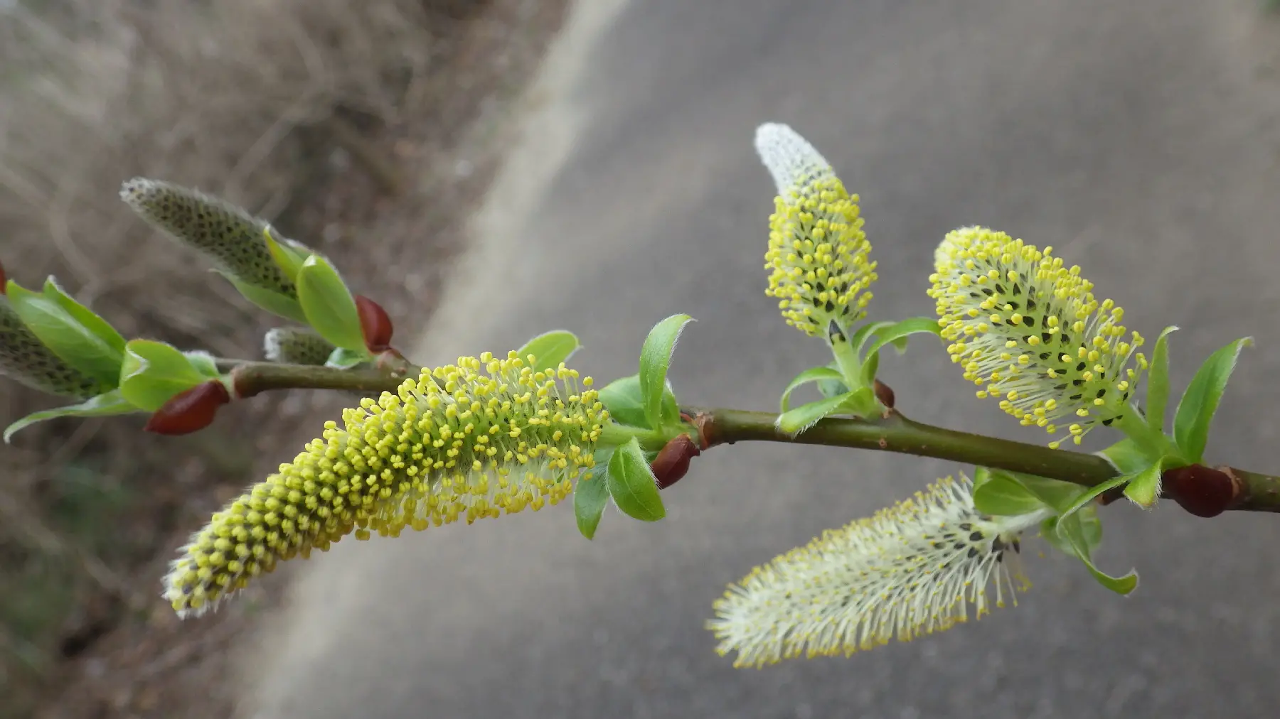 オオキツネヤナギ×シバヤナギ