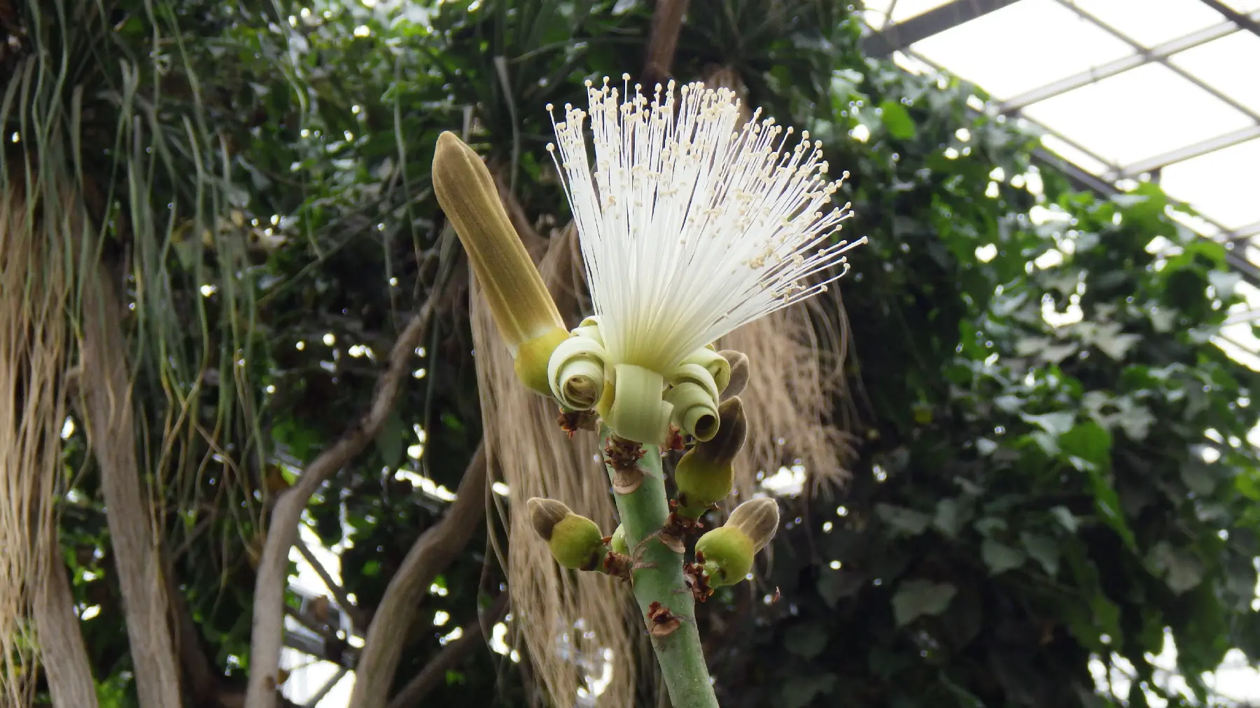 プセウドボンバックス・エリプティクム