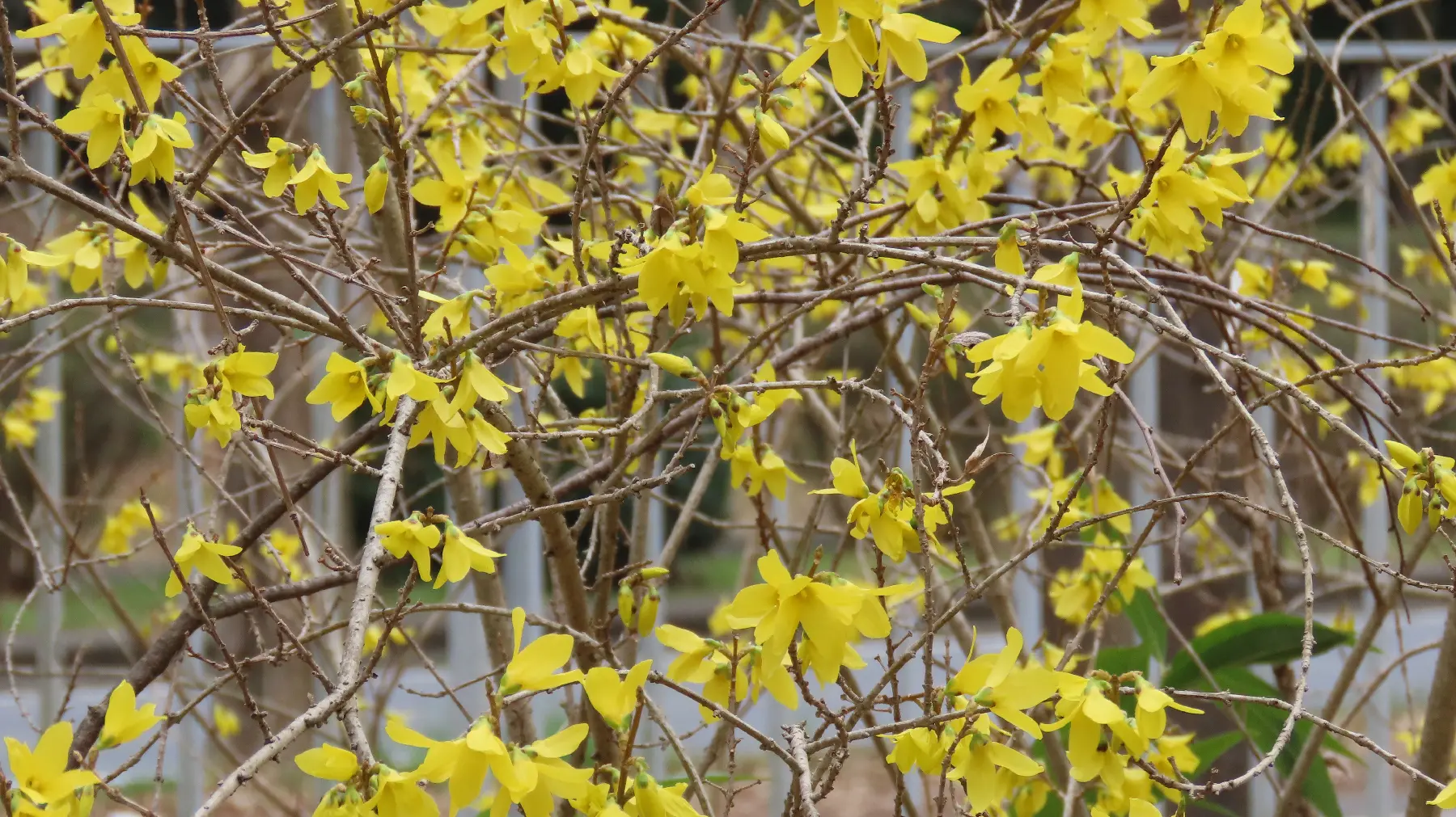 レンギョウ各種