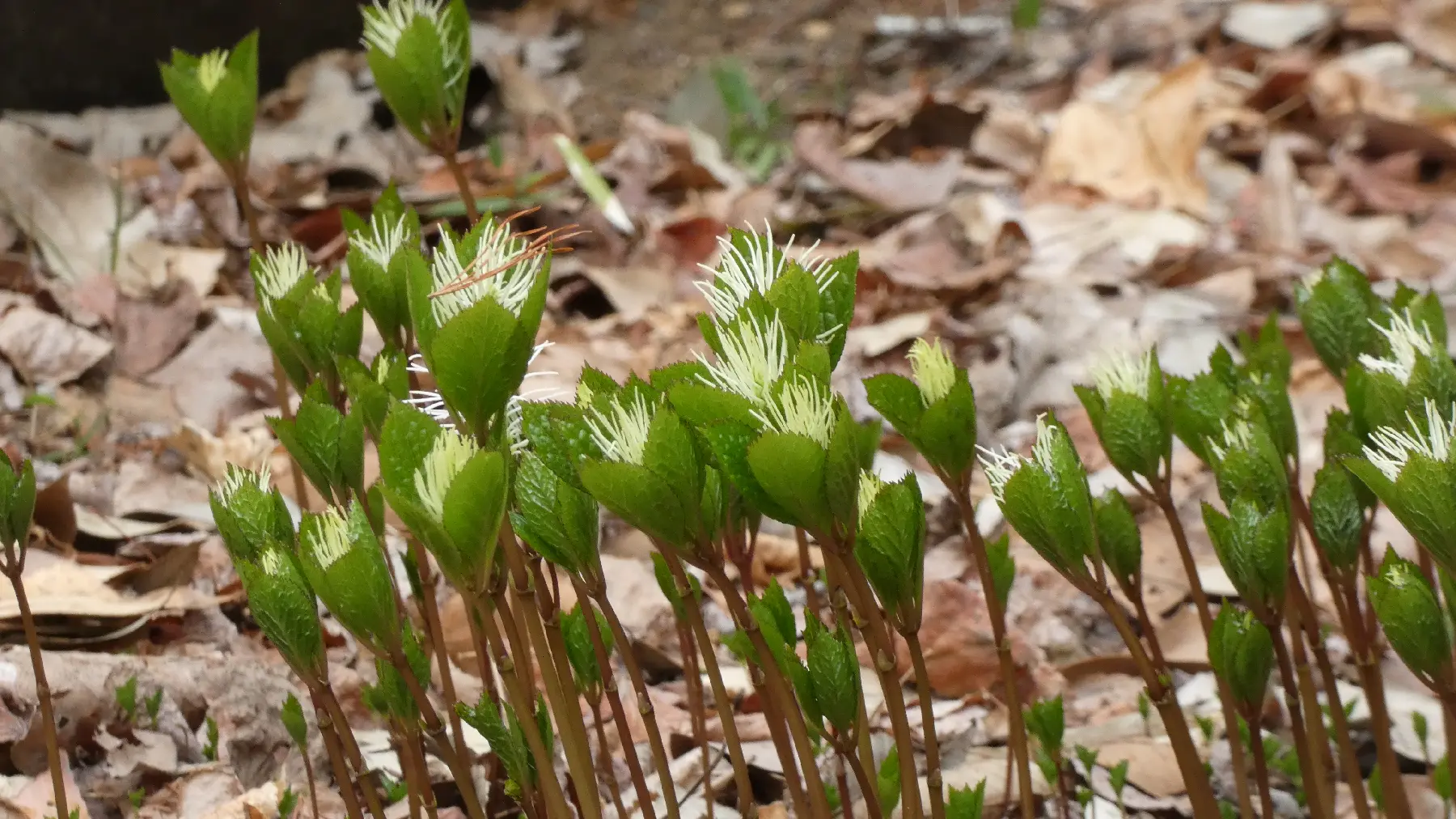 キビヒトリシズカ