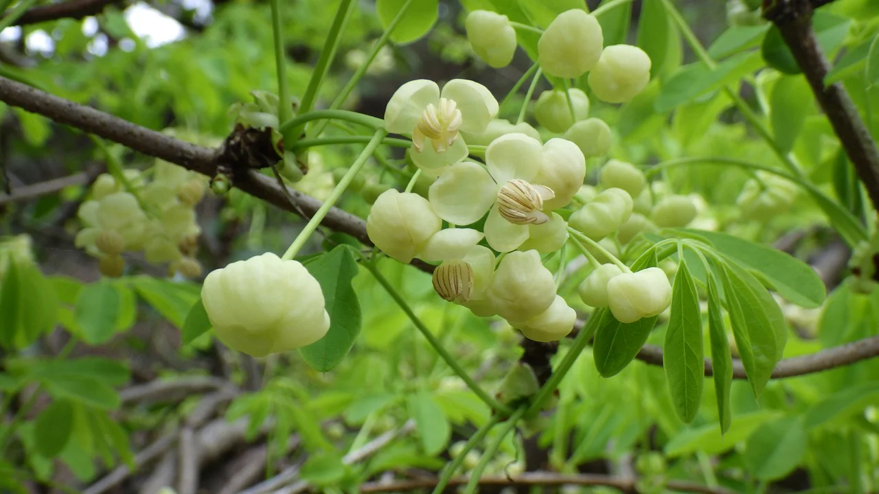 シロバナアケビ