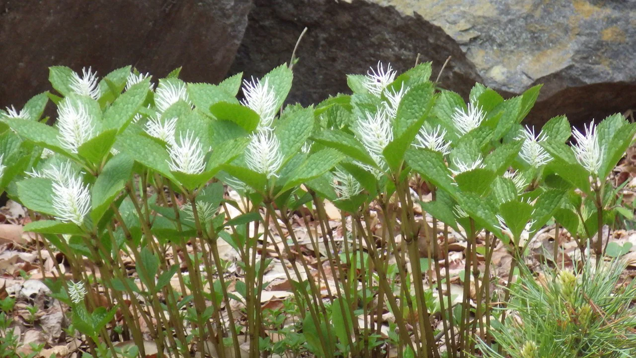 キビヒトリシズカ