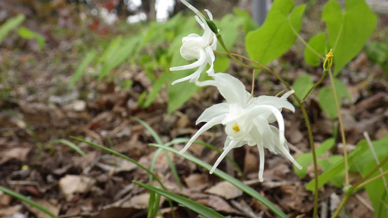 スズフリイカリソウ