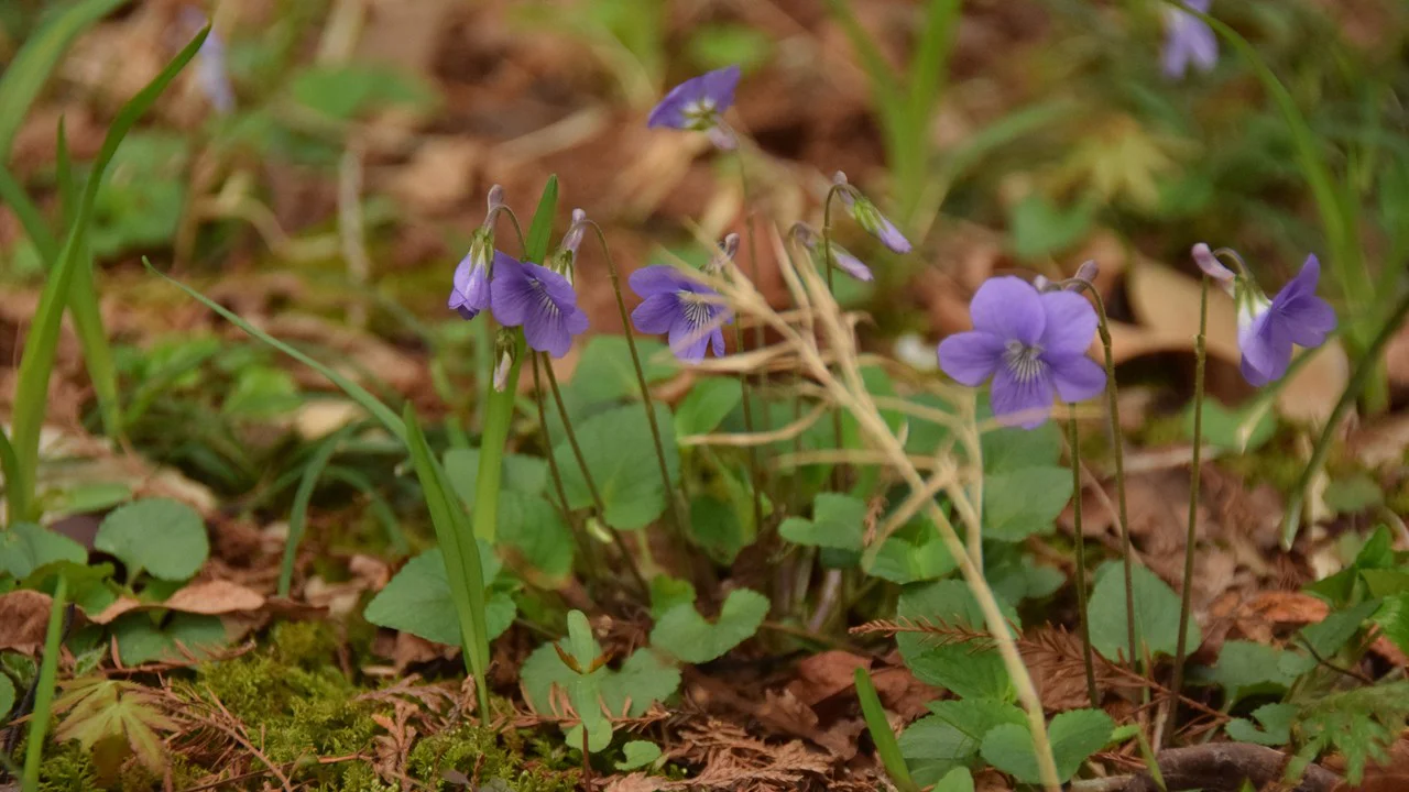 タチツボスミレ