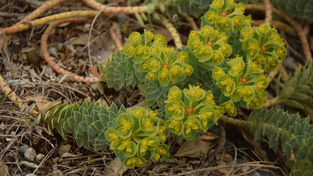エウフォルビア・ミルシニテス(獅子の座)