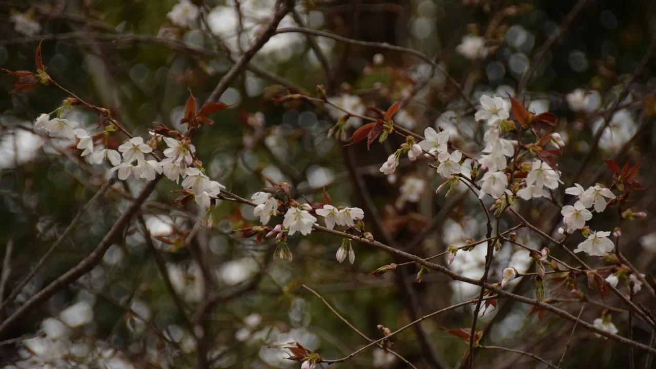 ヤマザクラ