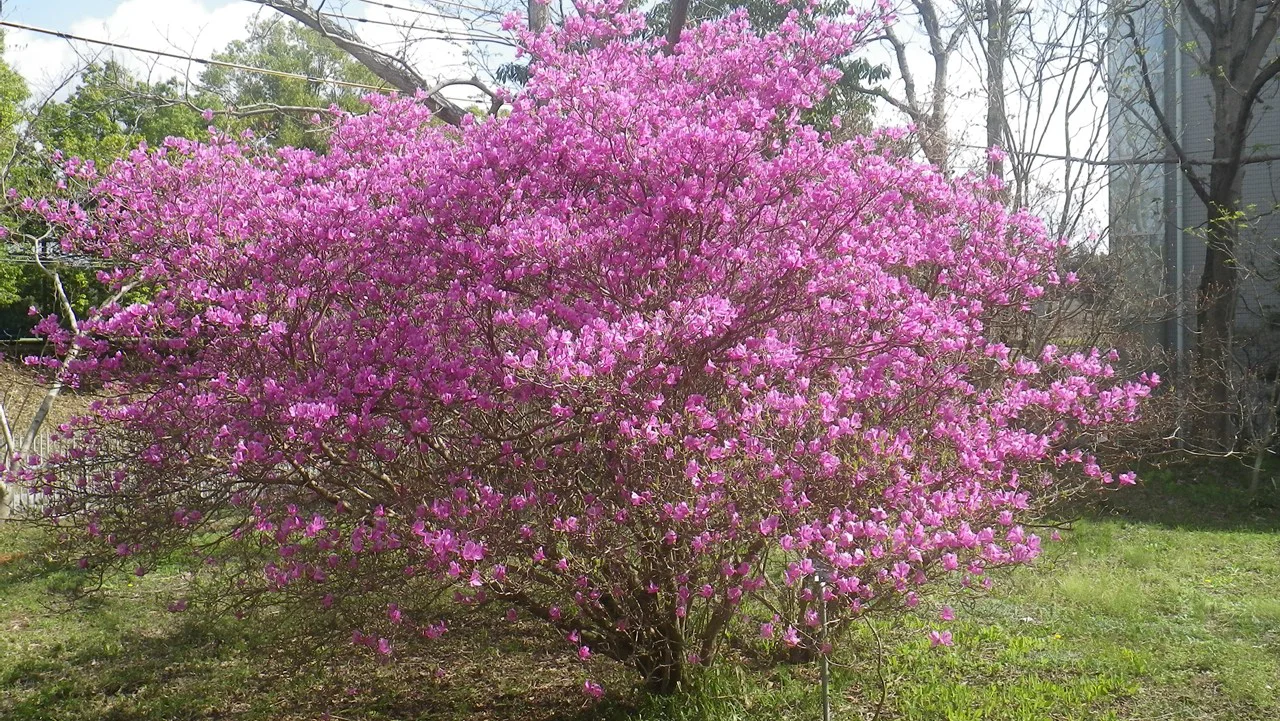 コバノミツバツツジ