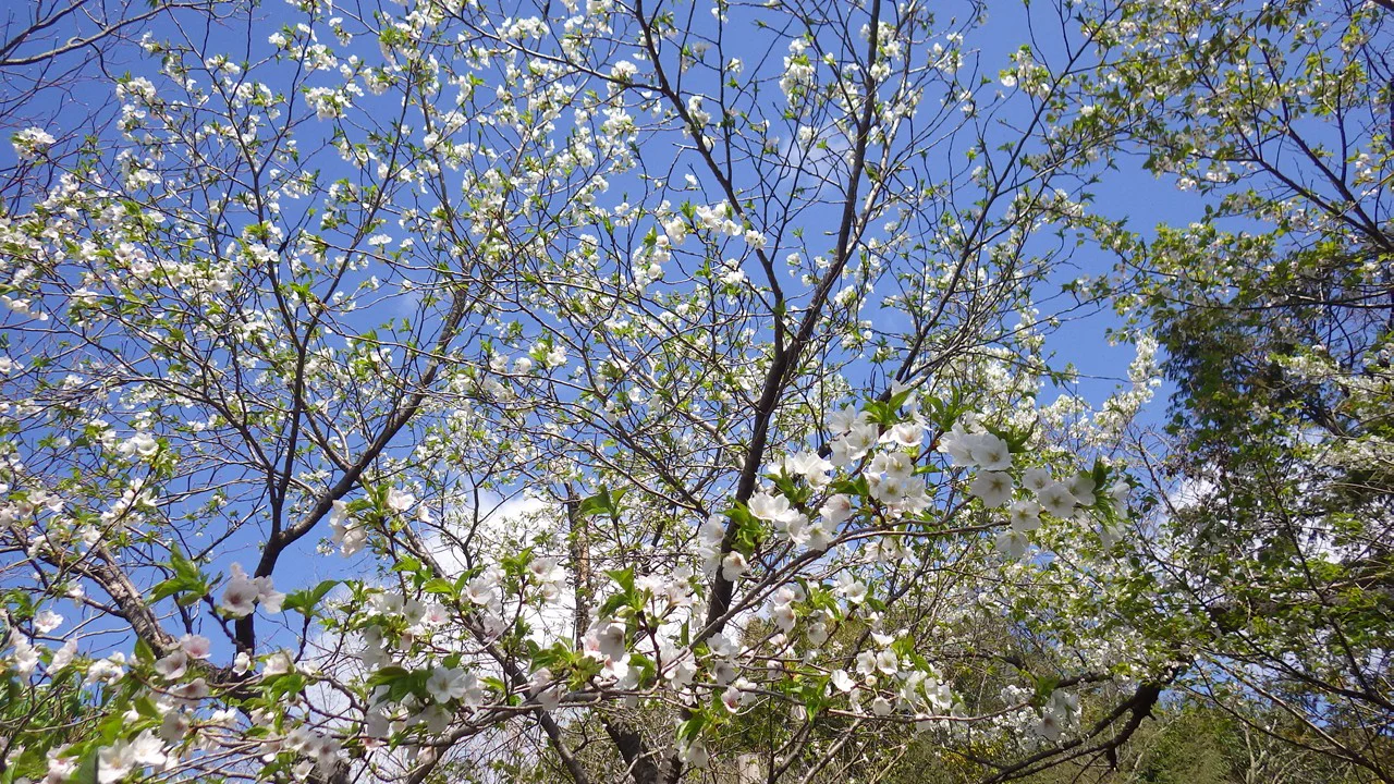 オオシマザクラ