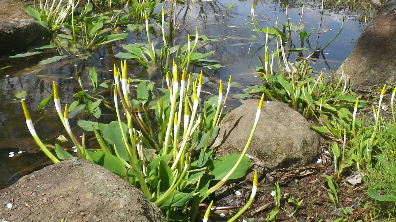 オロンティウム・アクアティクム