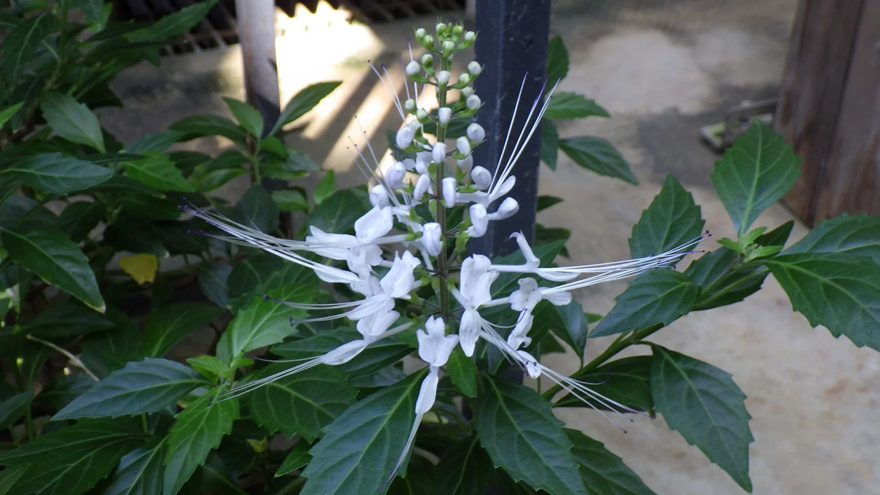 クミスクチン（ネコノヒゲ）