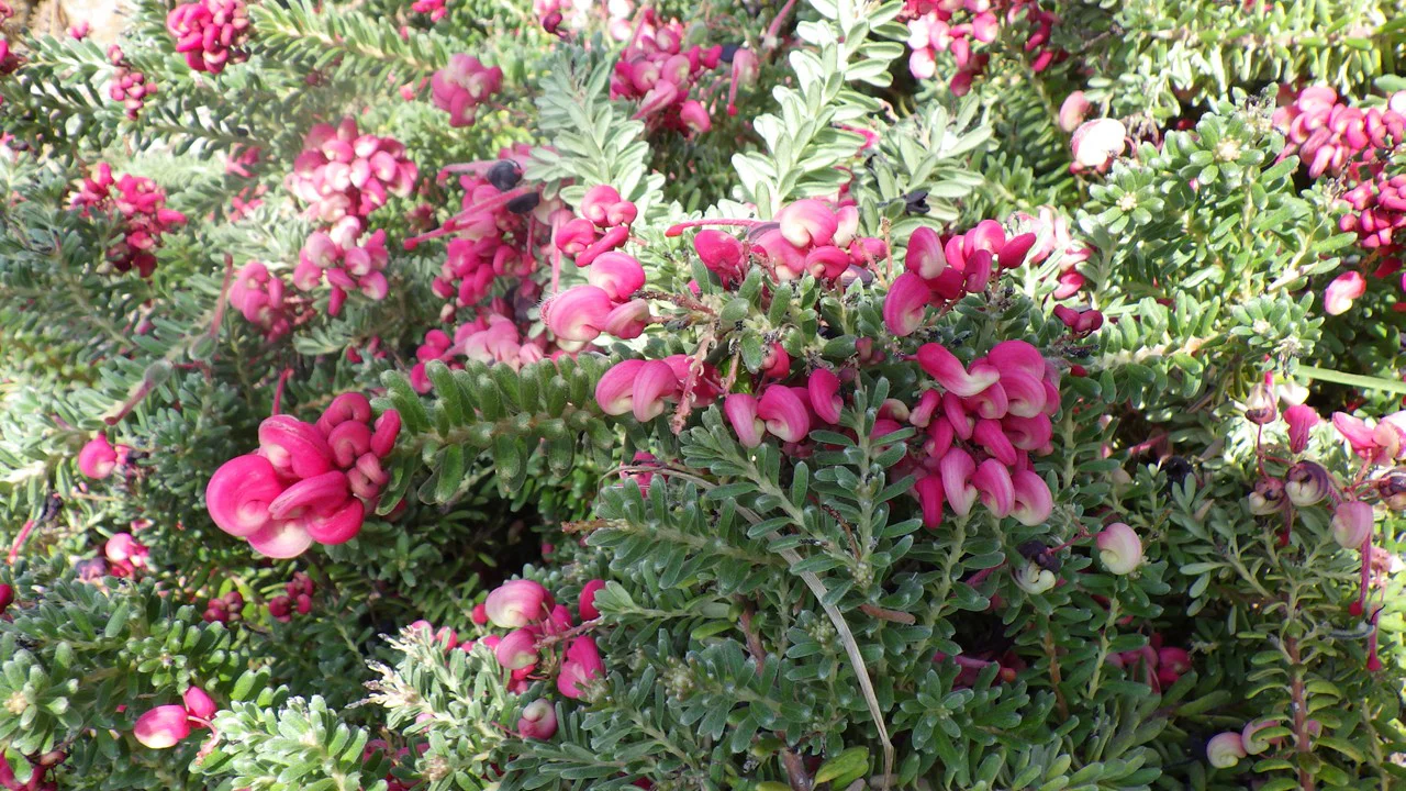 グレビレア・ラニゲラ