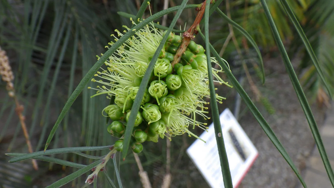 カリステモン・ピニフォリウス