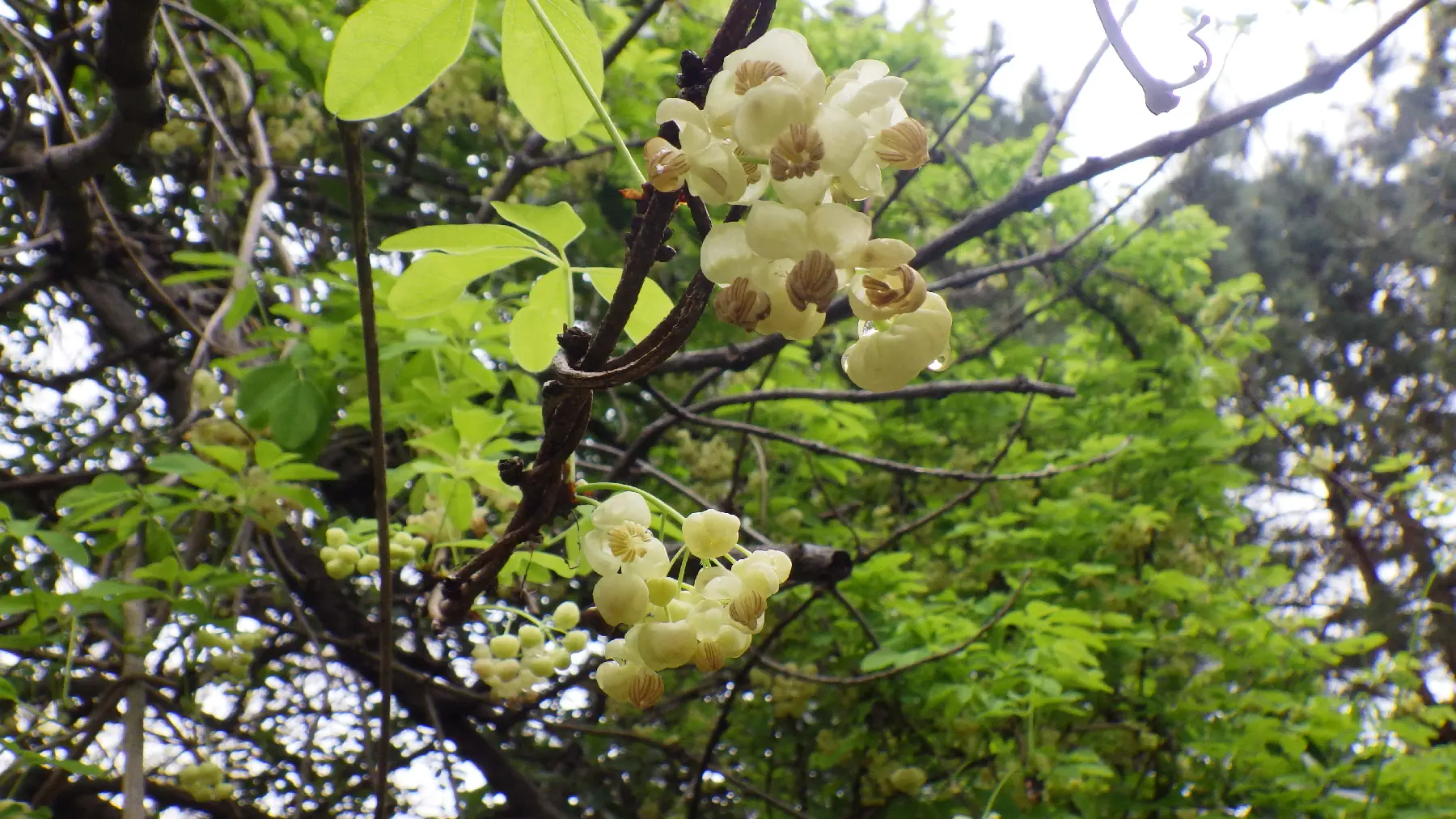 シロバナアケビ