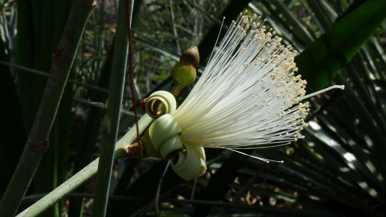 プセウドボンバックス・エリプティクム