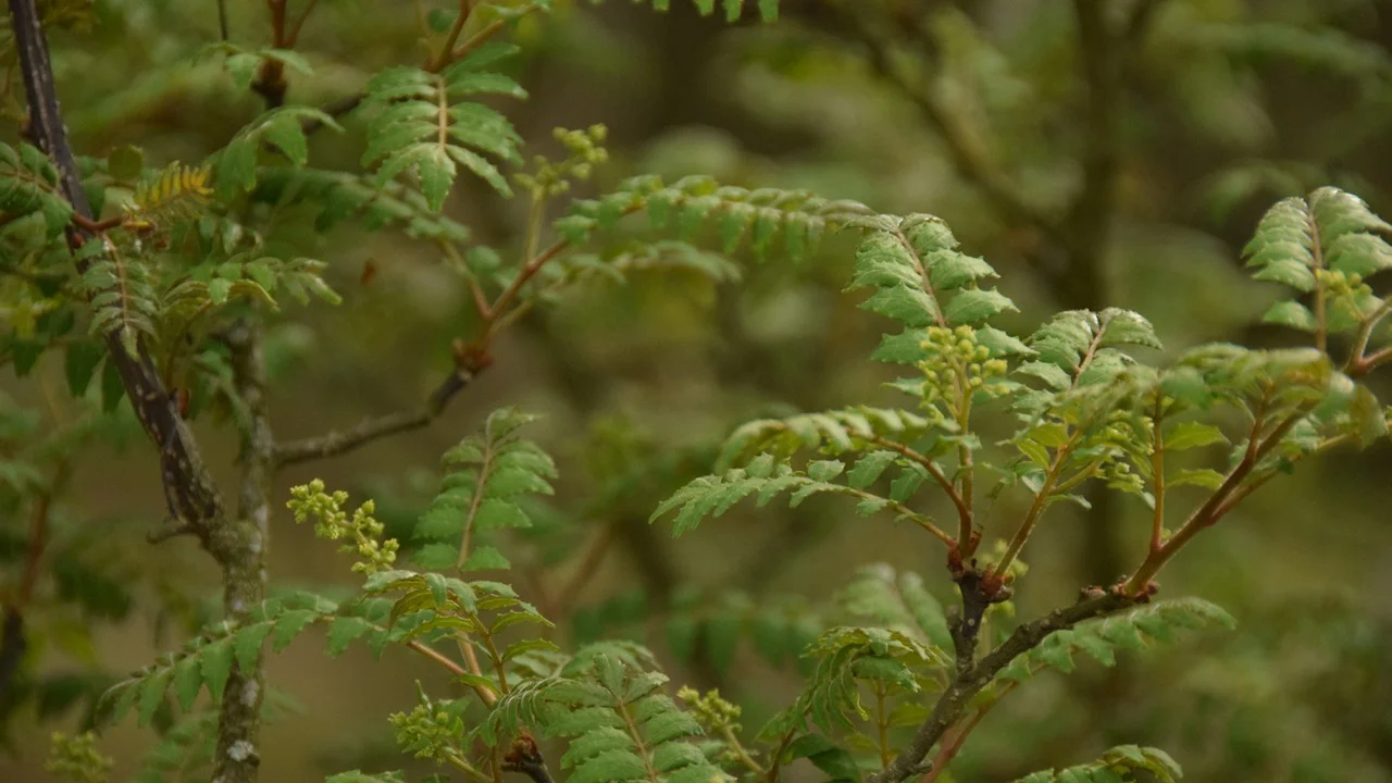 ブドウザンショウ
