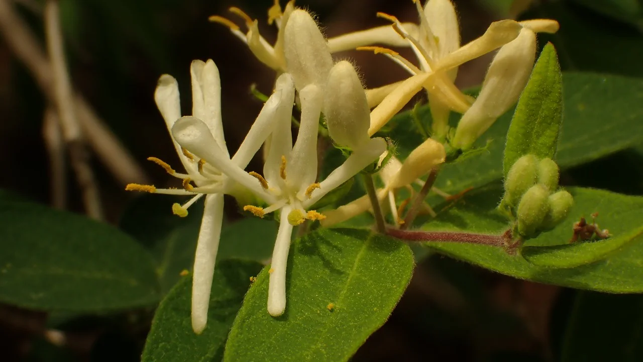 キンギンボク（ヒョウタンボク）