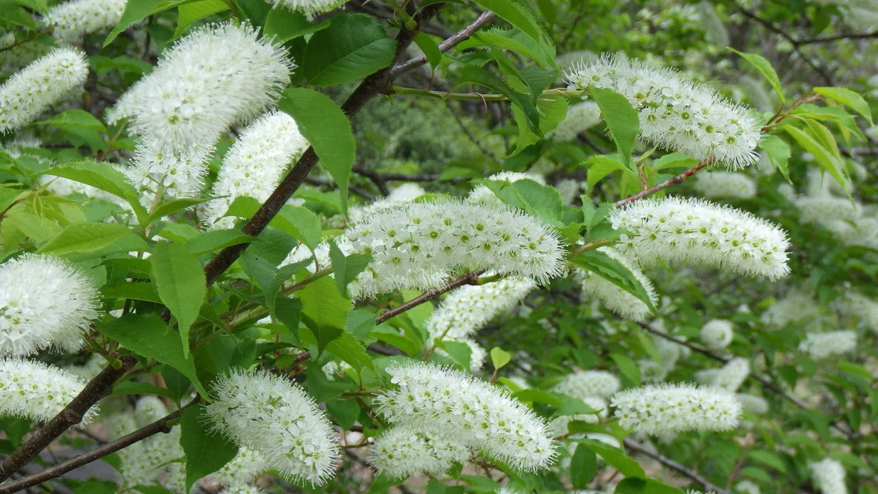 ウワミズザクラ