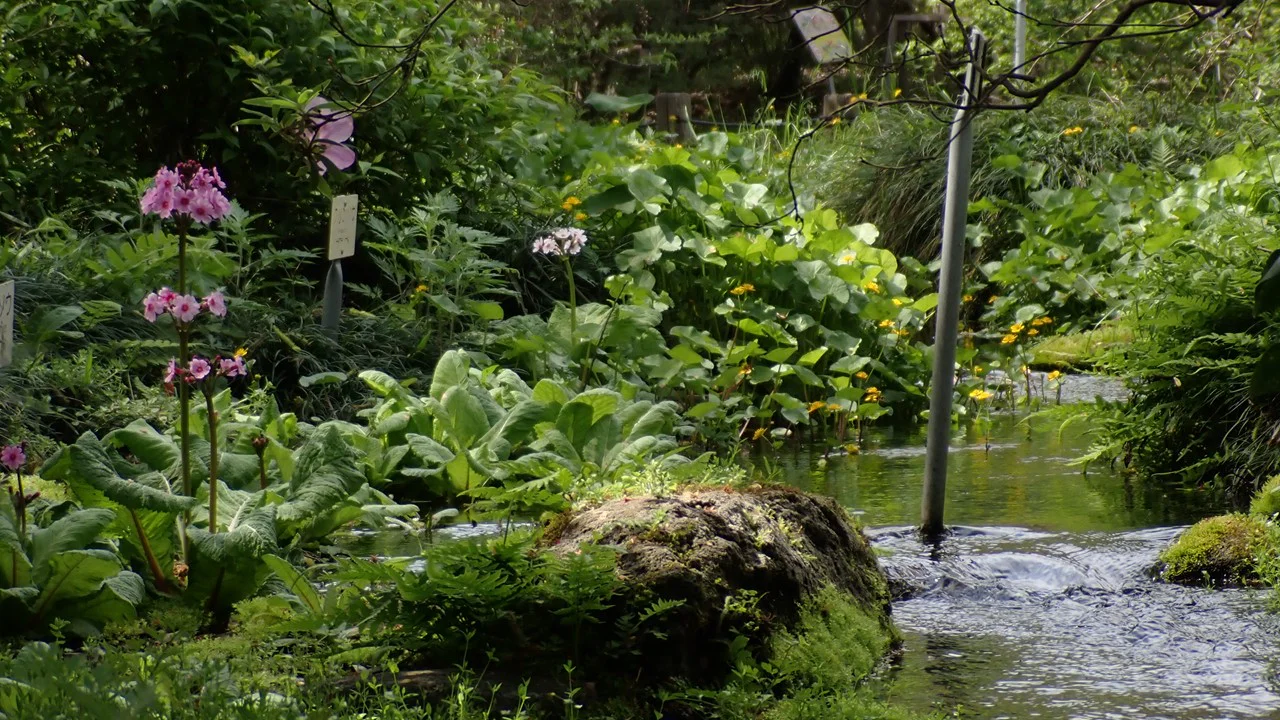 クリンソウ、エンコウソウ