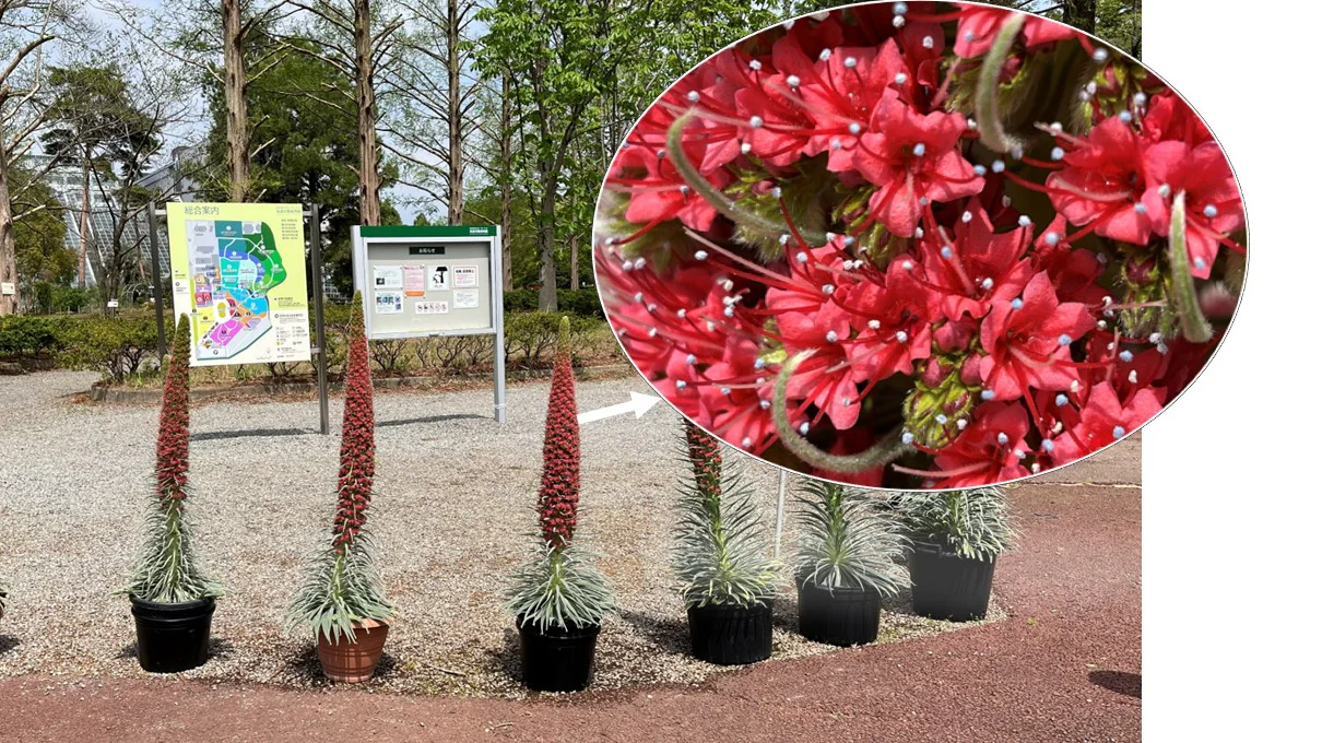 エキウム･ウィルドプレッティイ