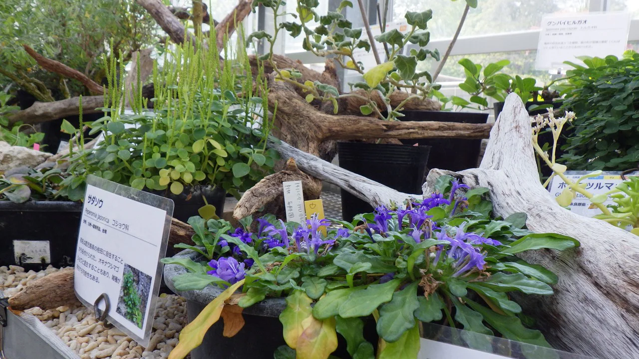 琉球の植物各種