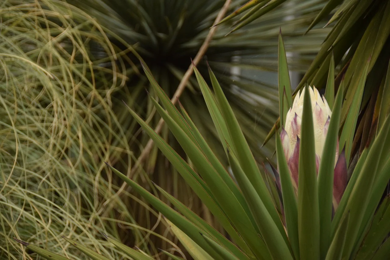 ユッカ・トレクレアナ