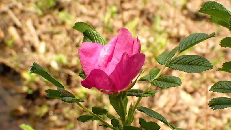 ハマナシ（ハマナス）