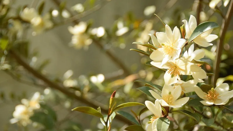 ウンナンオガタマノキ