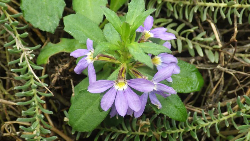 ブルーファンフラワー 