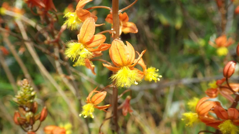 ブルビネ・カウレスケンス