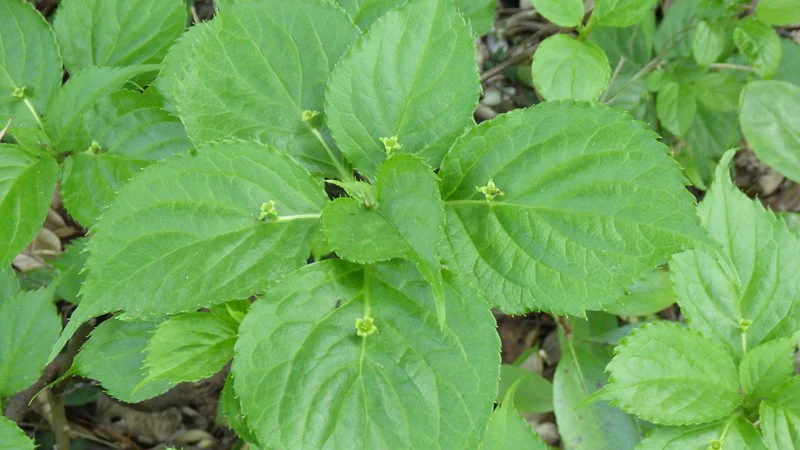 リュウキュウハナイカダ