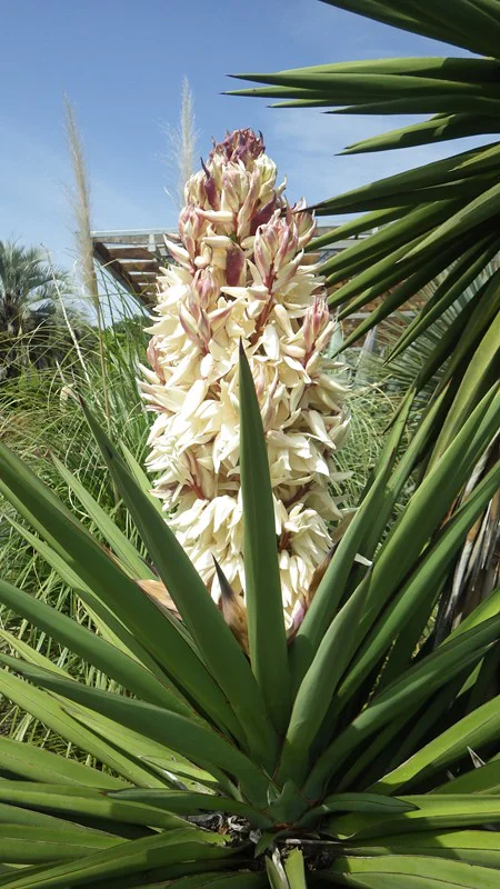 ユッカ・トレクレアナ