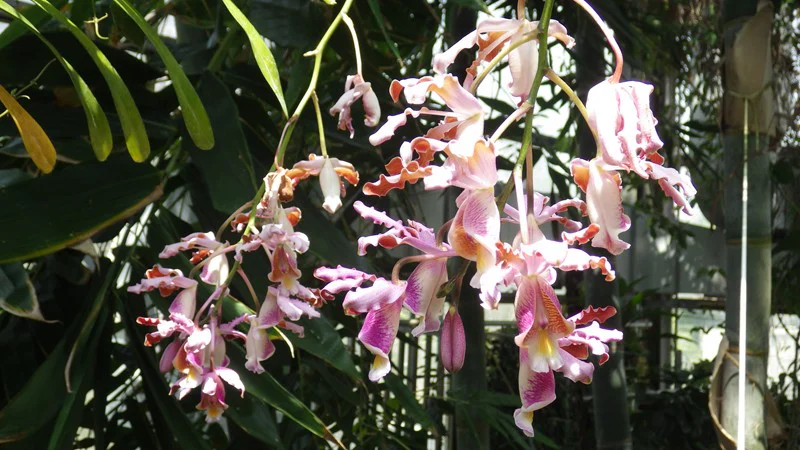 ミルメコフィラ・グランディフロラ