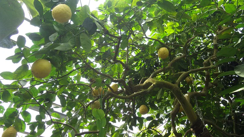 レモン‘ポンデローザ’ 