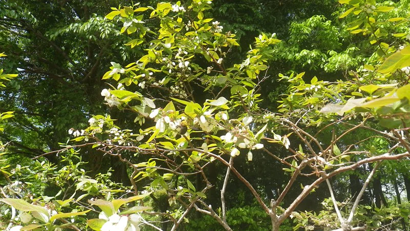 ブルーベリー各種