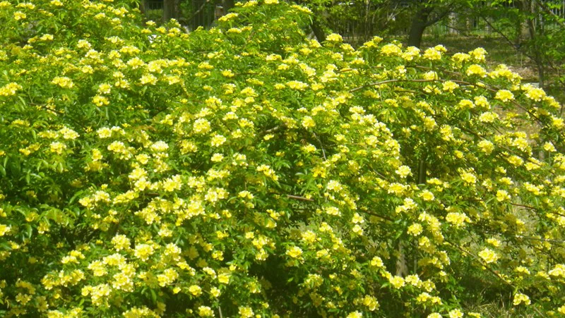 ロサ・バンクシアエ ‘ルテスケンス’