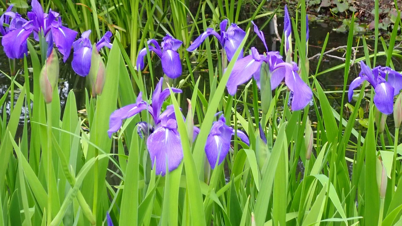 カキツバタ