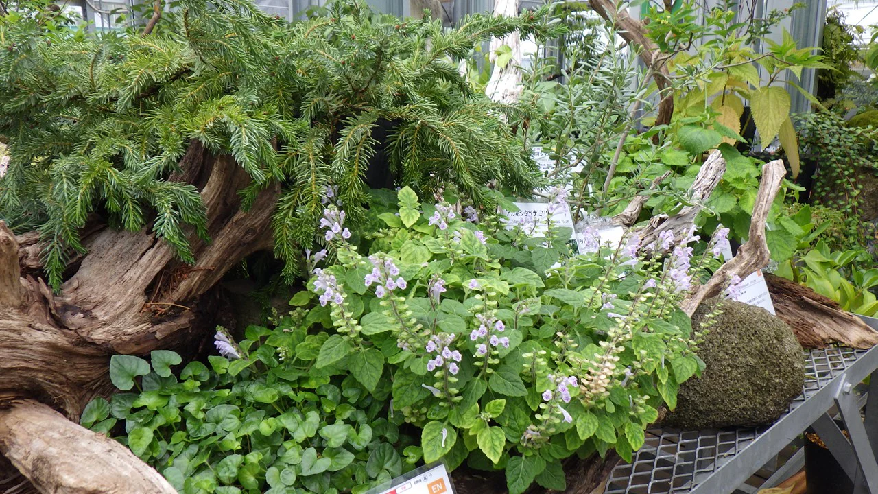 琉球の植物各種