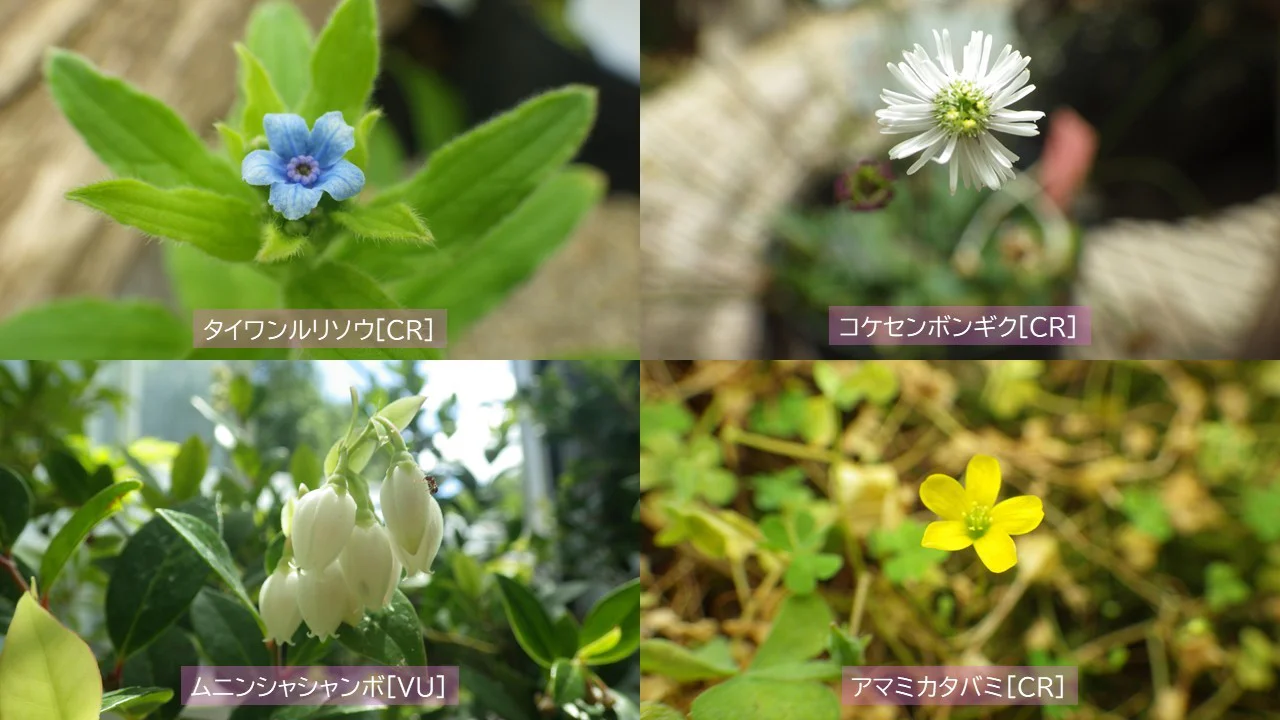 琉球の植物各種