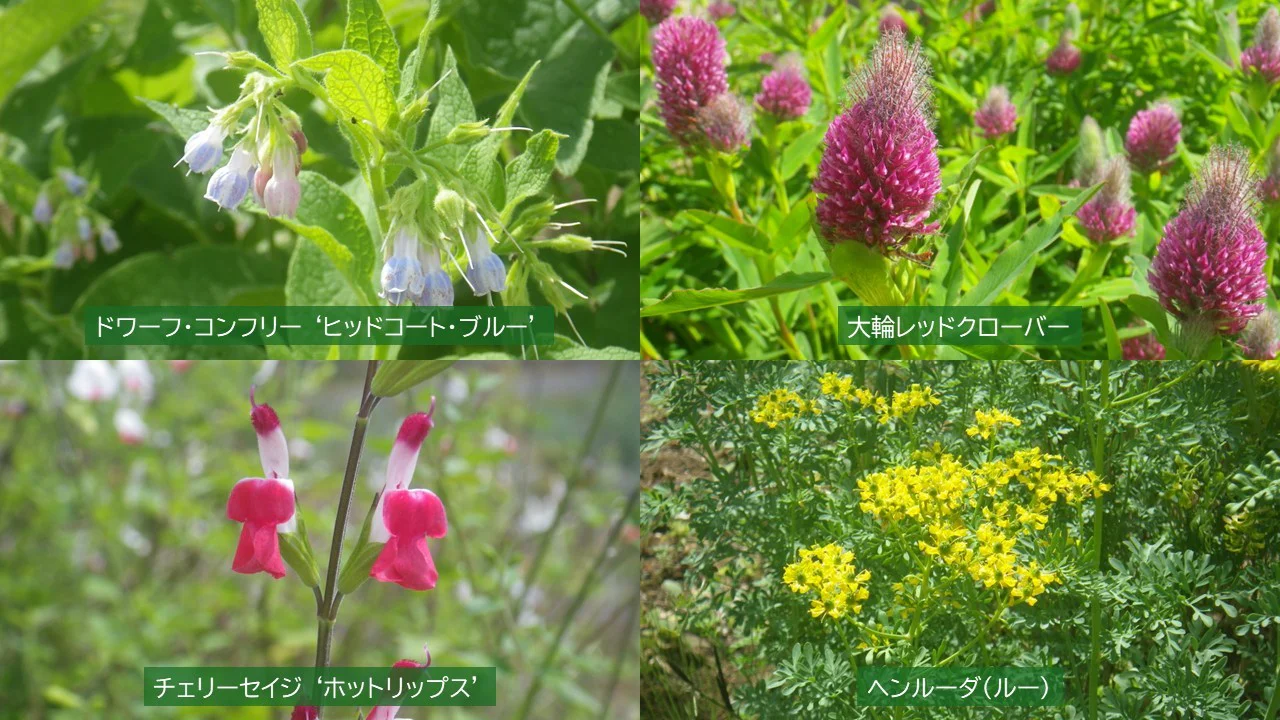 香りの植物コーナー