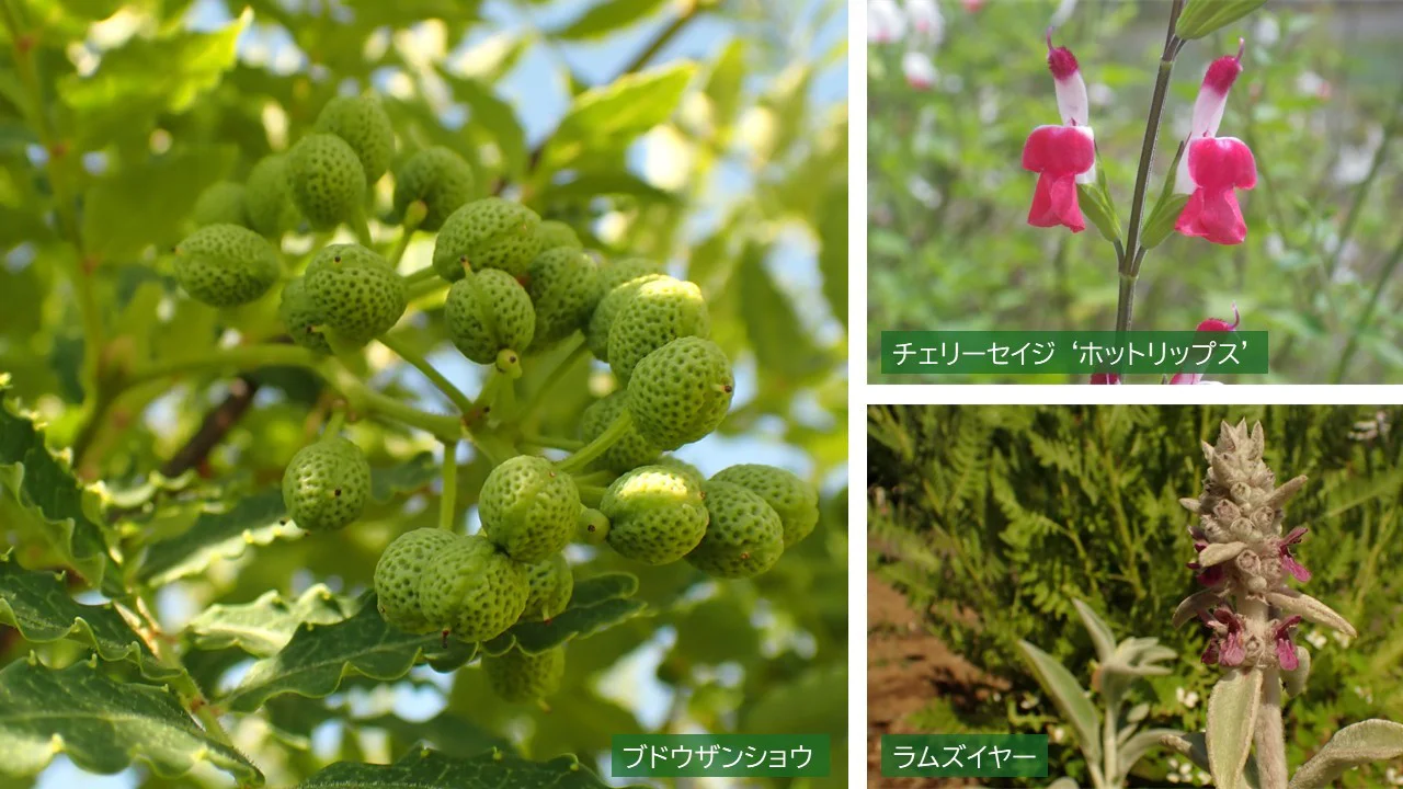 香りの植物コーナー