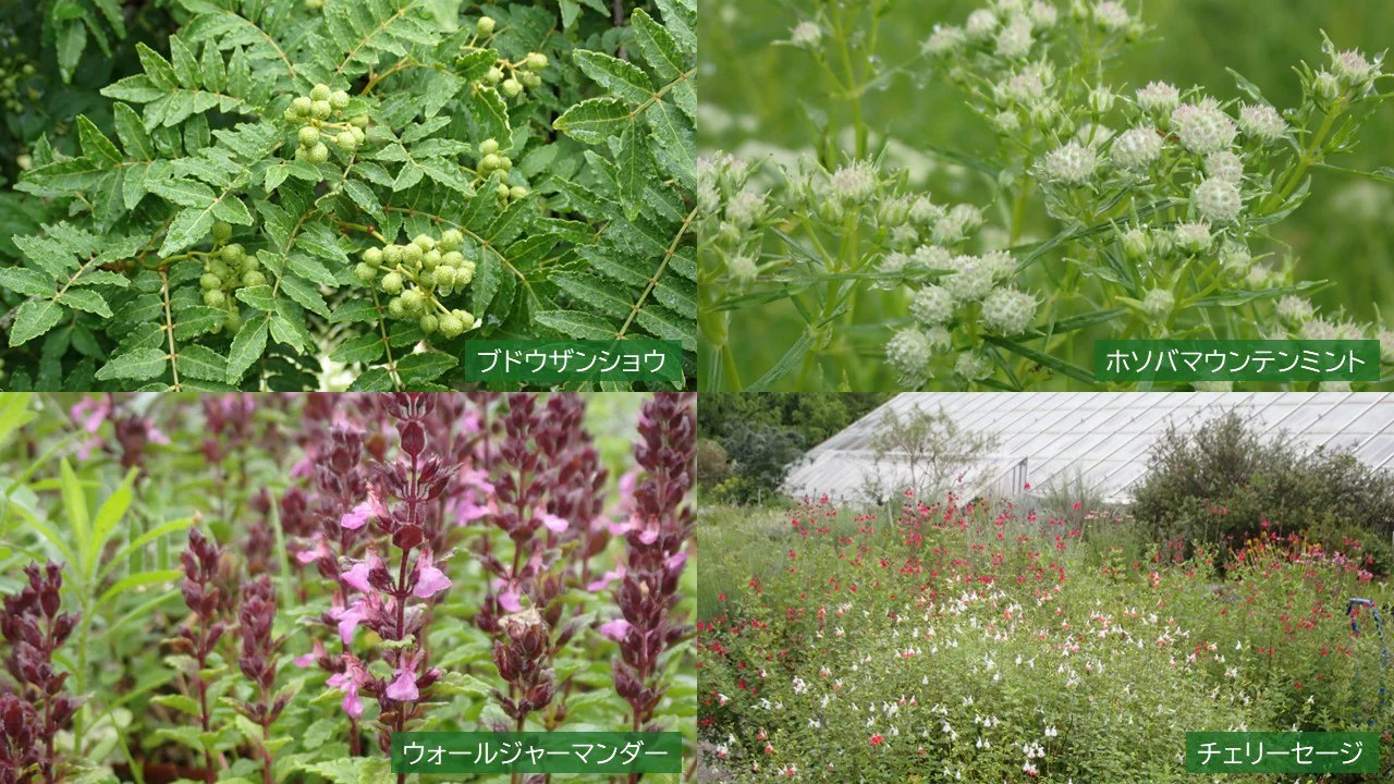 香りの植物コーナー