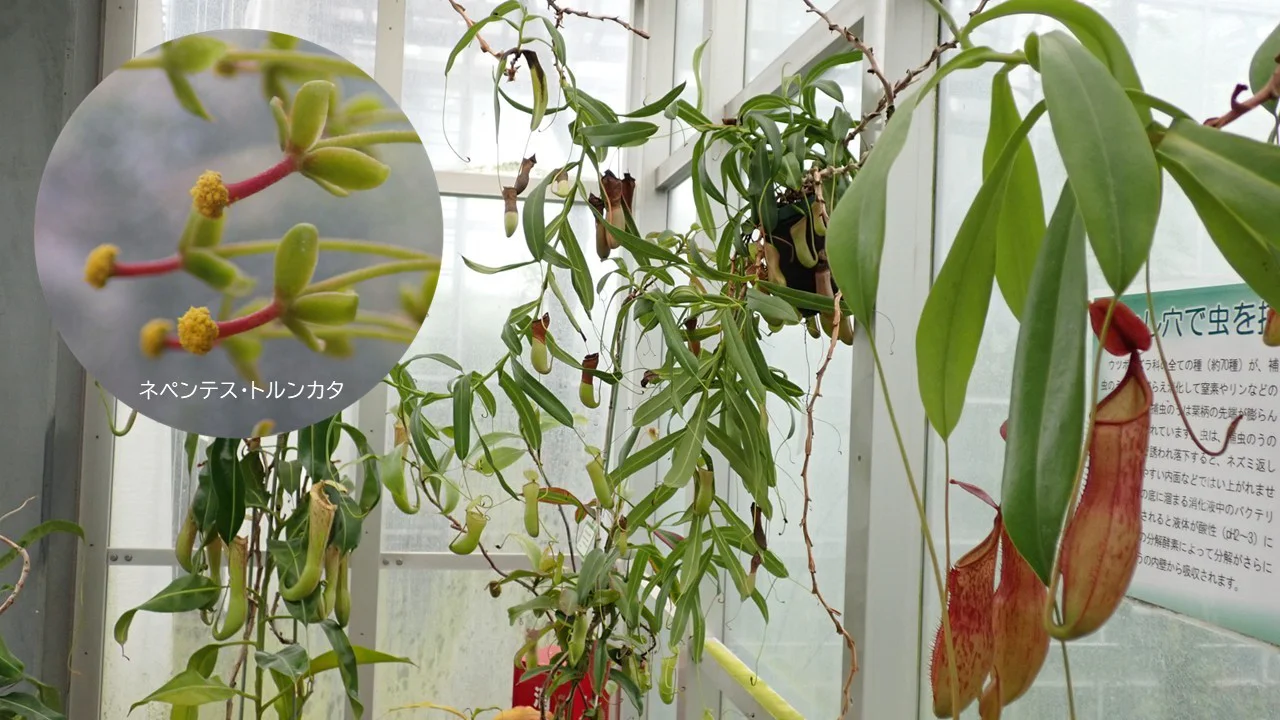 食虫植物コーナー