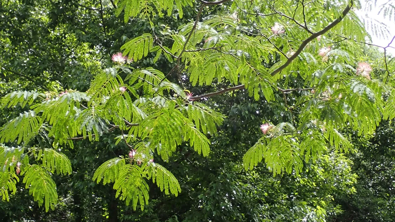 ネムノキ