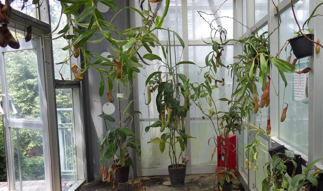 食虫植物コーナー