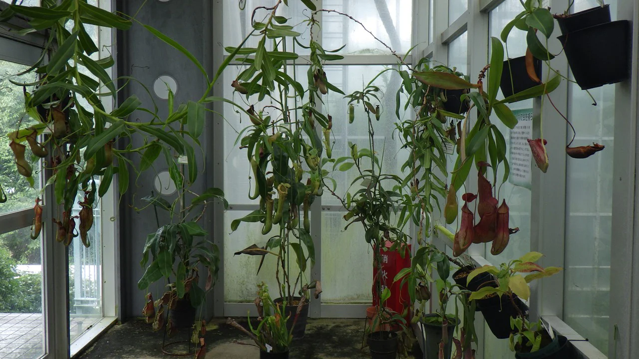 食虫植物コーナー